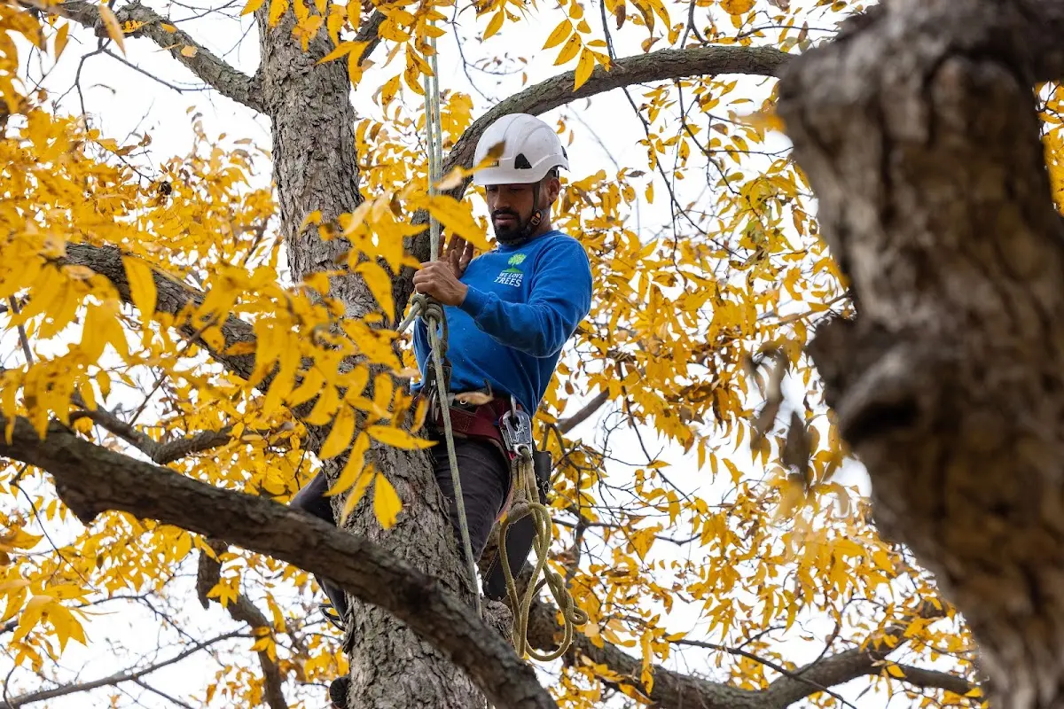 Skilled Tree Pruning crew working in Hanover